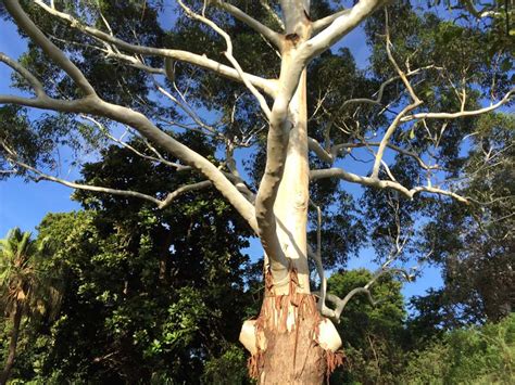 Gardensonline Eucalyptus Grandis