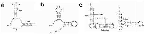 Ijms Free Full Text The Dimeric Proto Ribosome Structural Details