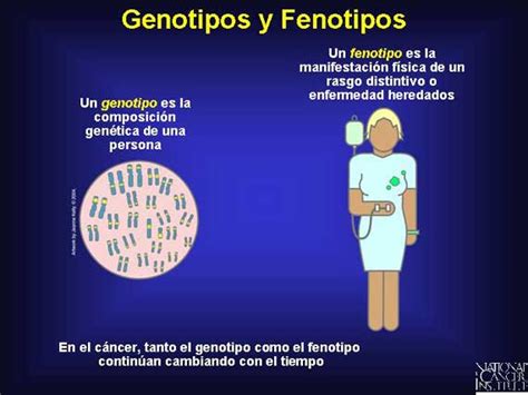 HERENCIA MENDELIANA: Fenotipo y genotipo