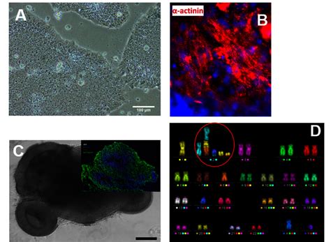 Gsi Stem Cell Differentiation And Cytogenetics