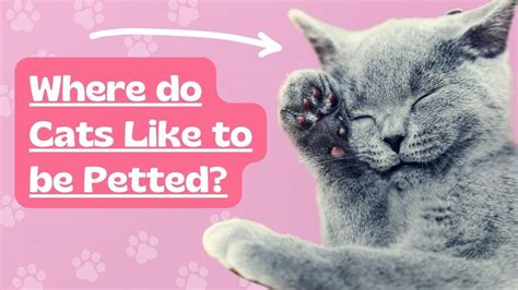 Where Do Cats Like To Be Petted Here Are The Five Most Common Spots