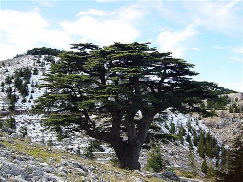 شجرة الارز في لبنان , شاهد صورا لشجرة الارز الحقيقية - صور حب