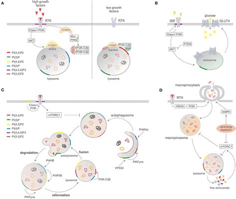 Frontiers Pi P Signaling In Cancer And Metabolism