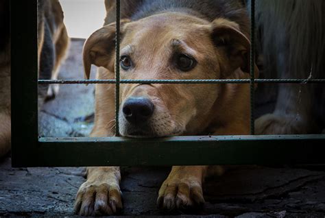 Entenda Por Que O Barulho Dos Fogos De Artif Cio Pode Deixar Os Animais