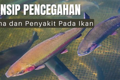 Ketahui Prinsip Pencegahan Hama Dan Penyakit Pada Ikan