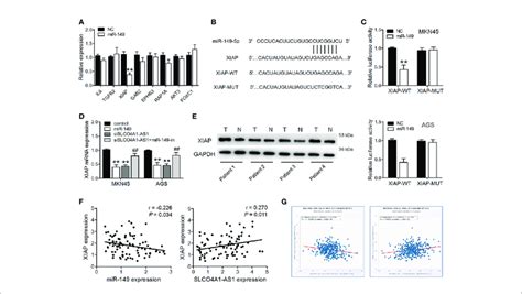 SLCO4A1 AS1 Increased XIAP Expression By Sponging MiR 149 A