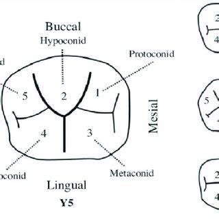 Morphology Of The Occlusal Surface Using The Morphological Categories