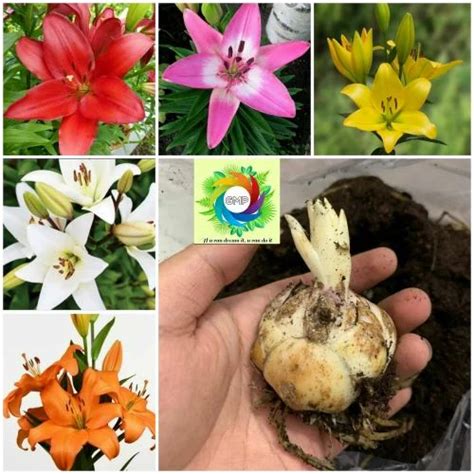 Asiatic Lily Bulbs at Rs 50/piece | Asiatic Lily Bulbs in New Delhi ...