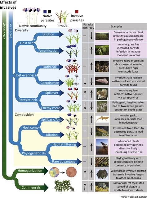 Introduced Species Disease Ecology And Biodiversitydisease