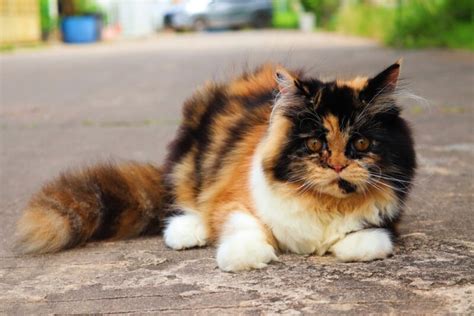 10 Tortoiseshell Cat Breeds (With Info & Pictures) - Catster