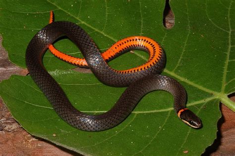 Ringneck Snake Reptiles Of Fort Bowie Nhs · Naturalista Mexico