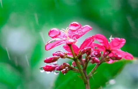 2020梅雨季节持续多久 2020梅雨期什么时候结束 天气网