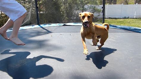 Dogs Jumping On The Trampoline Youtube