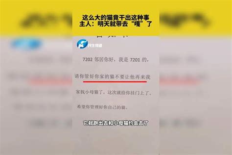 这么大的猫竟干出这种事，主人：明天就带去“嘎”了主人