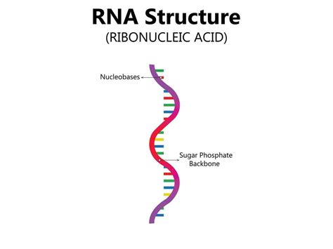 Rna Ribonucleico Cido Estructural F Rmula De Adenina Citosina