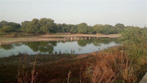 Heaven For Migratory birds Bird lovers... Khijadiya Bird Sanctuary ...