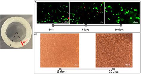 Frontiers 3d Bioprinting Of Multi Layered Segments Of A Vessel Like