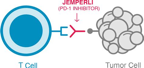 Mechanism Of Action Jemperli Dostarlimab Gxly