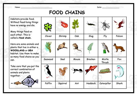 Food Chains Worksheet By Teach Simple