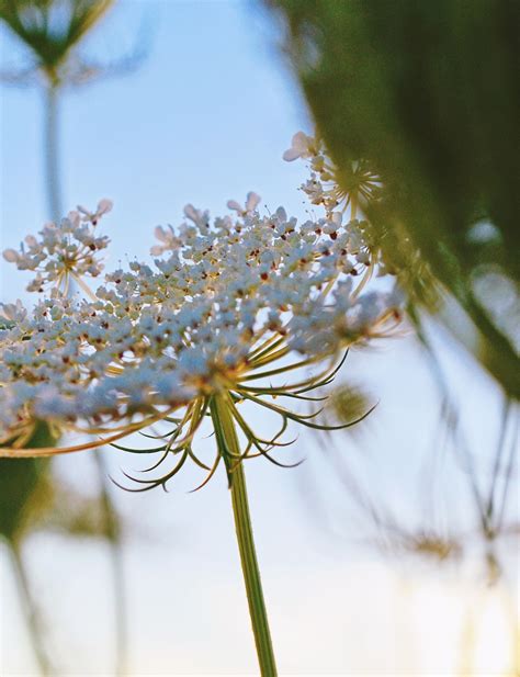 Wild Carrot Flowers Plant White - Free photo on Pixabay - Pixabay