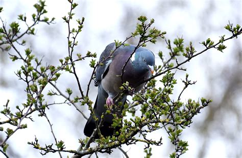 Jozef Van Der Heijden Natuurfotografie De Houtduif Eet Verse Boomknoppen