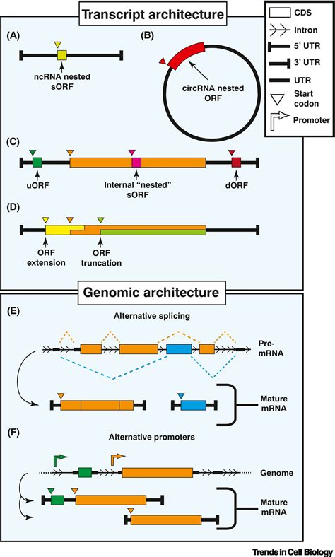 The Dark Proteome Translation From Noncanonical Open Reading Frames