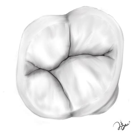 Maxillary first molar – Occlusal surface