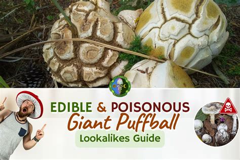 Giant Puffball Mushroom Poisonous and Edible Look-Alikes