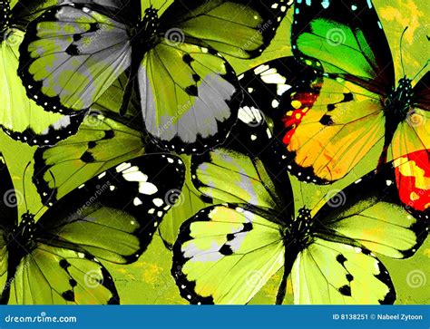 Group Of Butterflies Stock Image Image 8138251