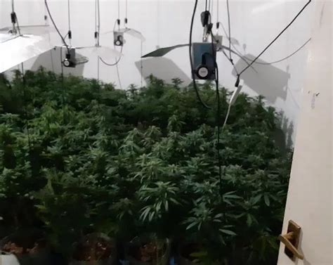 Biggest Cannabis Farms Busted This Year Including One In Former Care