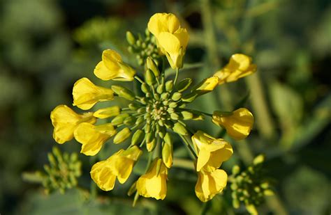 Cutting Edge Canola Pacific Seeds