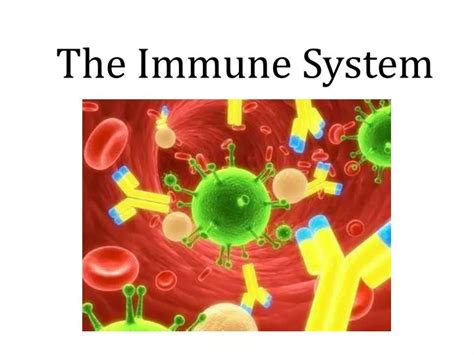 Ppt The Immune System Powerpoint Presentation Free Download Id 2000651