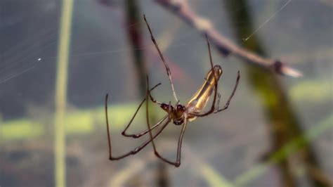 Elongate Stilt Spider Tetragnatha Elongata Building Web Video YouTube