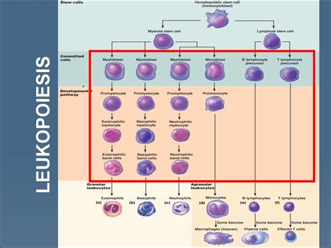 Wbc Pathology Subject 11 Online Presentation