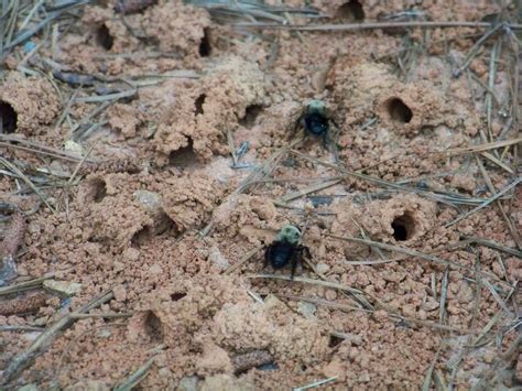 My Carolina Backyard: Mining Bee / Digger Bee