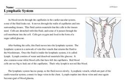 Lymphatic System Exercise Worksheets