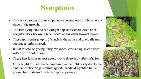 early blight  potato pptx