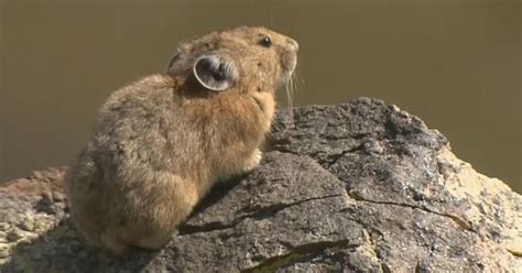 Scientists Watch Pikas Living In Colorados High Alpine Areas For Clues