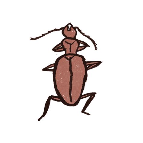 Cave Beetles