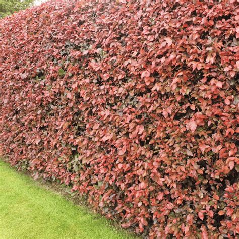 Copper Beech Hedges Fagus Sylvatica Purpurea For Sale Hedging Ie