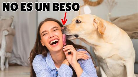 Cuando Tu Perro Te Lame Esto Es Lo Que Significa Realmente Y No Es