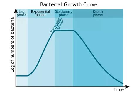 Bacterial Growth Curve Definition Phases Calculations Factors