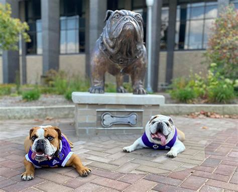 Live Mascot - Colonel Rock - Western Illinois University