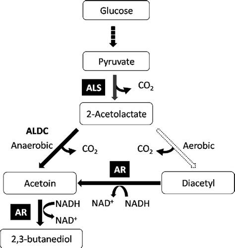 Biochemical Identification Of Gnb Flashcards Quizlet