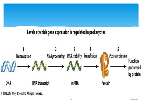 Gene Regulation In Prokaryotes