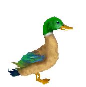 Duck Gif