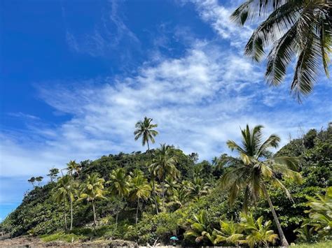 Palmeiras Altas Nas Praias De Itacar Bahia Na Trilha Das Praias