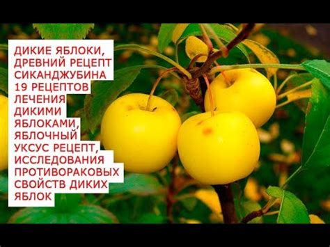 Дикие яблоки, уникальные целебные, омолаживающие, свойства дички ...