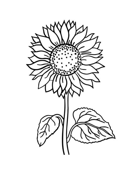 Coloring Pages Sunflowers