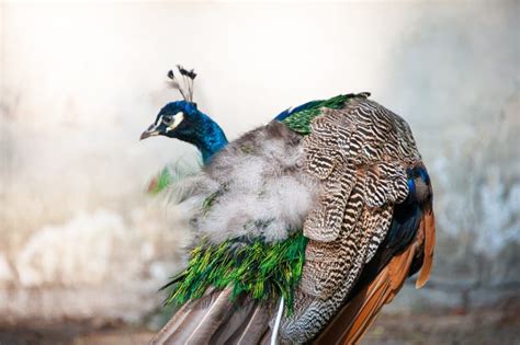 Peacock or Indian Peafowl Showing Brilliant Colours of Ruffled Feathers ...